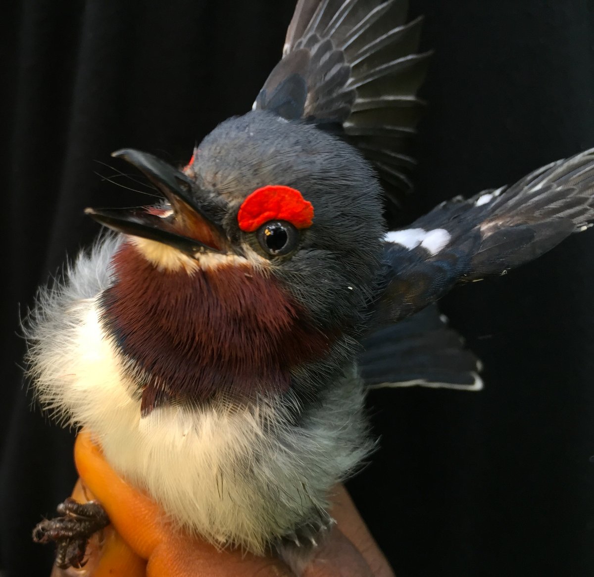 Luke L. Powell (@lukelpowell) on Twitter photo We at <a href="/CIBIO_InBIO/">BIOPOLIS-CIBIO</a> are advertising 3 phd fellowships for work in the Gulf of Guinea, including many options for ornithological projects. Aug 13th deadline. Students must either have Portuguese degrees or have converted their foreign degree(s).
cibio.up.pt/en/jobs/phd-st… We at <a href="/CIBIO_InBIO/">BIOPOLIS-CIBIO</a> are advertising 3 phd fellowships for work in the Gulf of Guinea, including many options for ornithological projects. Aug 13th deadline. Students must either have Portuguese degrees or have converted their foreign degree(s).
cibio.up.pt/en/jobs/phd-st…