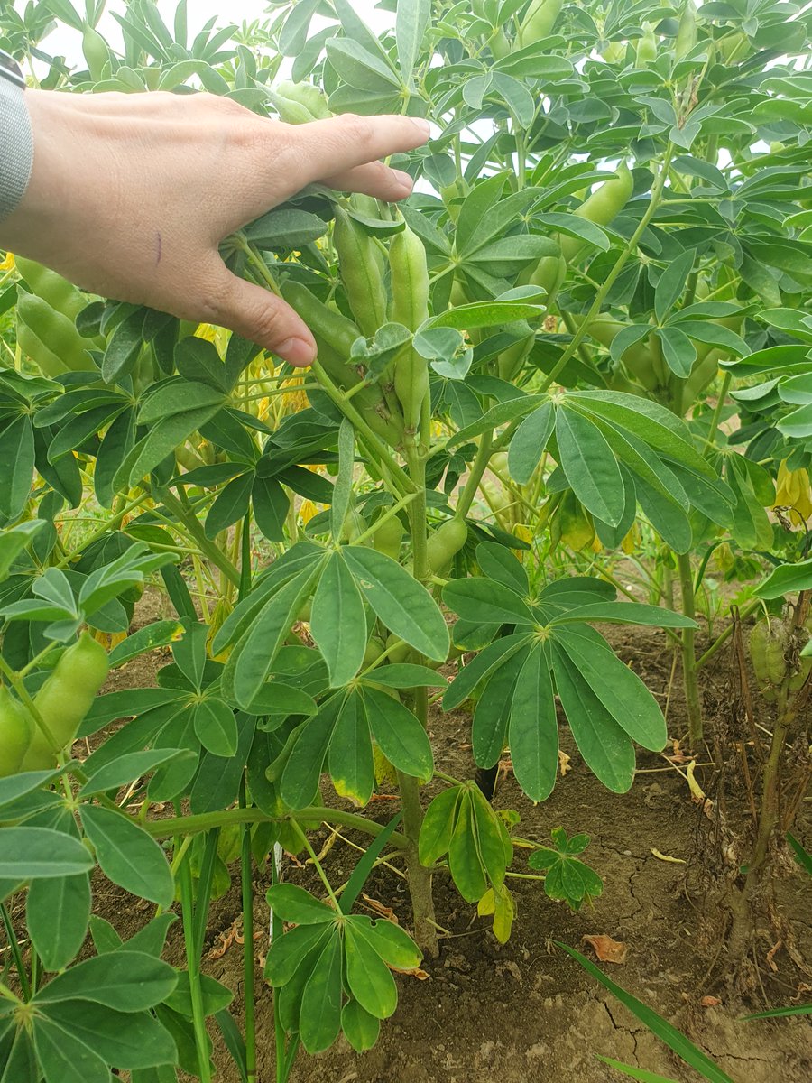 Kmetijski inštitut Slovenije (@kisinstitut) on Twitter photo 