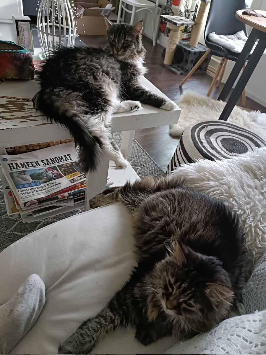MerviKallio3's tweet photo. @Pyryharakka1 Miut jäätiin kaksin ku emännän piti päästä muka "rentoutuun".
No vaaditaan hoitajalta extraherkkuja😸 https://t.co/vXyBgmnszn