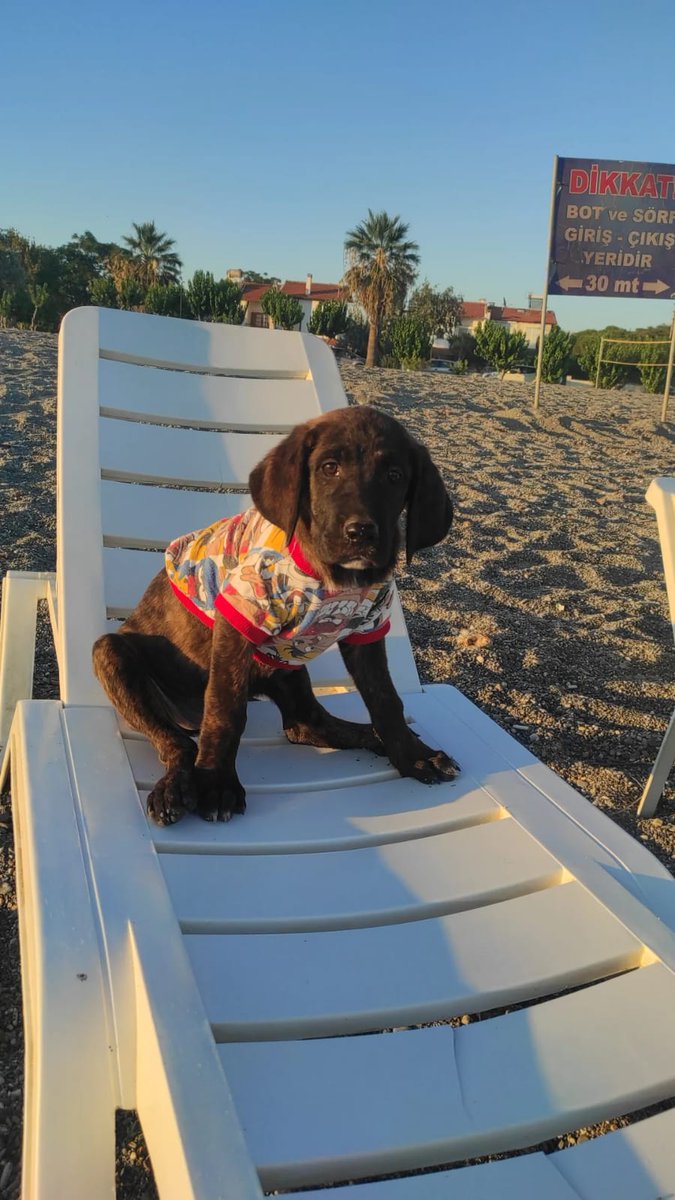 profobsesif's tweet photo. Mary😍 3 kardeşiyle yol kenarına atılmış halde bulundu. Dişi, üç aylık, Cane Corso melezi. Hepsi için acil yuvaya ihtiyacımız var. Mary'nin şansına giriyorum ilk ilanı. Çok güzel bir yuvan, sağlıklı, eğlenceli bir hayatın olsun kızım. Paylaşın ki olsun. İzmir 0533 551 11 73 https://t.co/vrtl8J8dSg