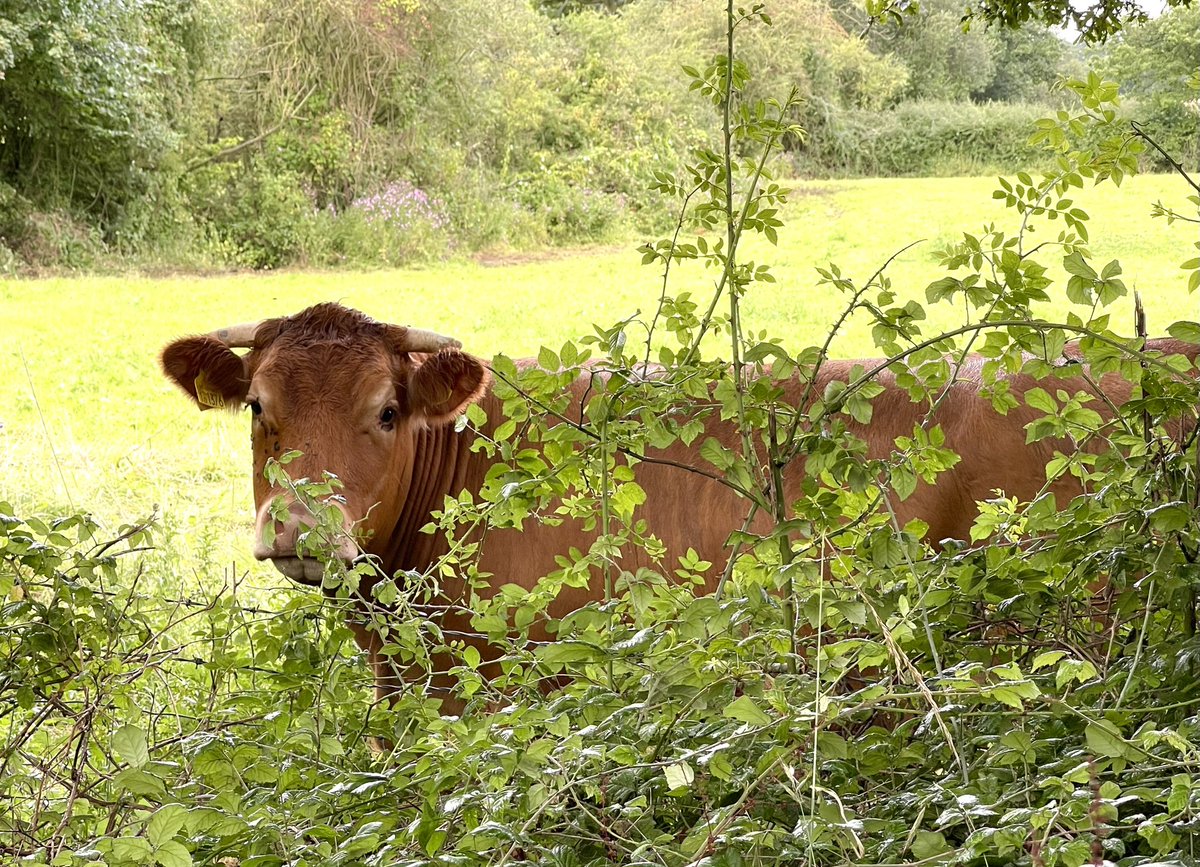 janeparenting2's tweet image. My co-regulation buddy on my walk yesterday when I was in need of connection to ground my autonomic nervous system

Had a lovely exchange of energy with this beautiful young bull

Do you do you use animals and pets in your life to ground yourself?

#Connection #Coregulation