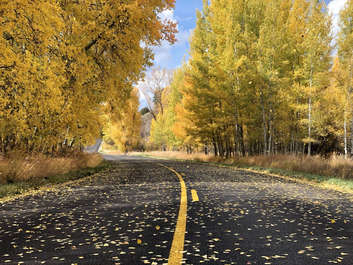 TheCastleJH's tweet photo. Who's ready for #autumn? Fresh dates open now! https://t.co/iOCcjDPFPH

#Yellowstone #GrandTeton
#NationalPark #forest

photo: (c) @TheCrystalHaney https://t.co/rEzKKyVH2S