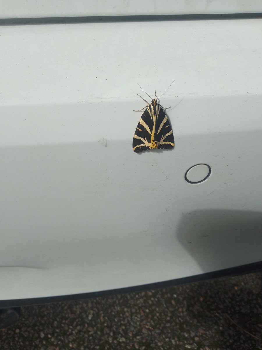 Beautiful Jersey tiger #moth spotted by my brother Danny in Chelmsley Wood, West Midlands yesterday. My Granny has them in her garden in Windsor and we've seen them in Cornwall but this is our first so close to home 🦋 <a href="/savebutterflies/">Butterfly Conservation 🦋</a> <a href="/BC_WestMids/">West Midlands Butterfly Conservation</a> #TeamMoth #MothsMatter