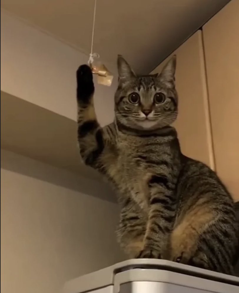 Odal Kater (@odalkater) on Twitter photo 