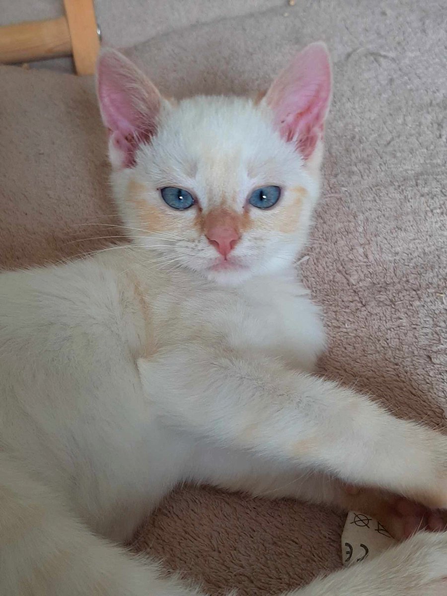 SosMistigris87's tweet photo. Une partie de nos magnifiques chatons à l'adoption 🥰😍🥰
https://t.co/YSWIPpoB4H https://t.co/9f6jV0fnme