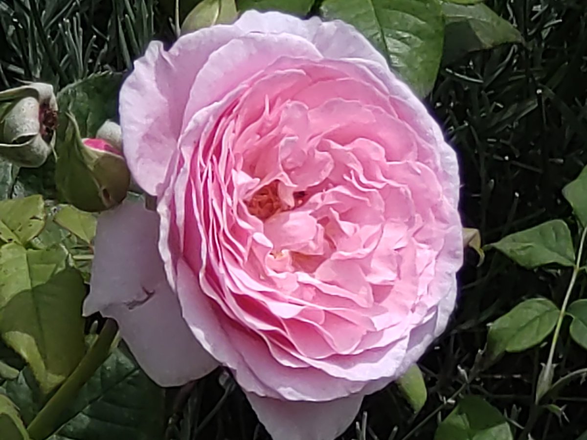 cheerssu's tweet photo. #Rose of the day #Roses2023 #RoseADay
@StormHour @ThePhotoHour https://t.co/F8JE0efW0e