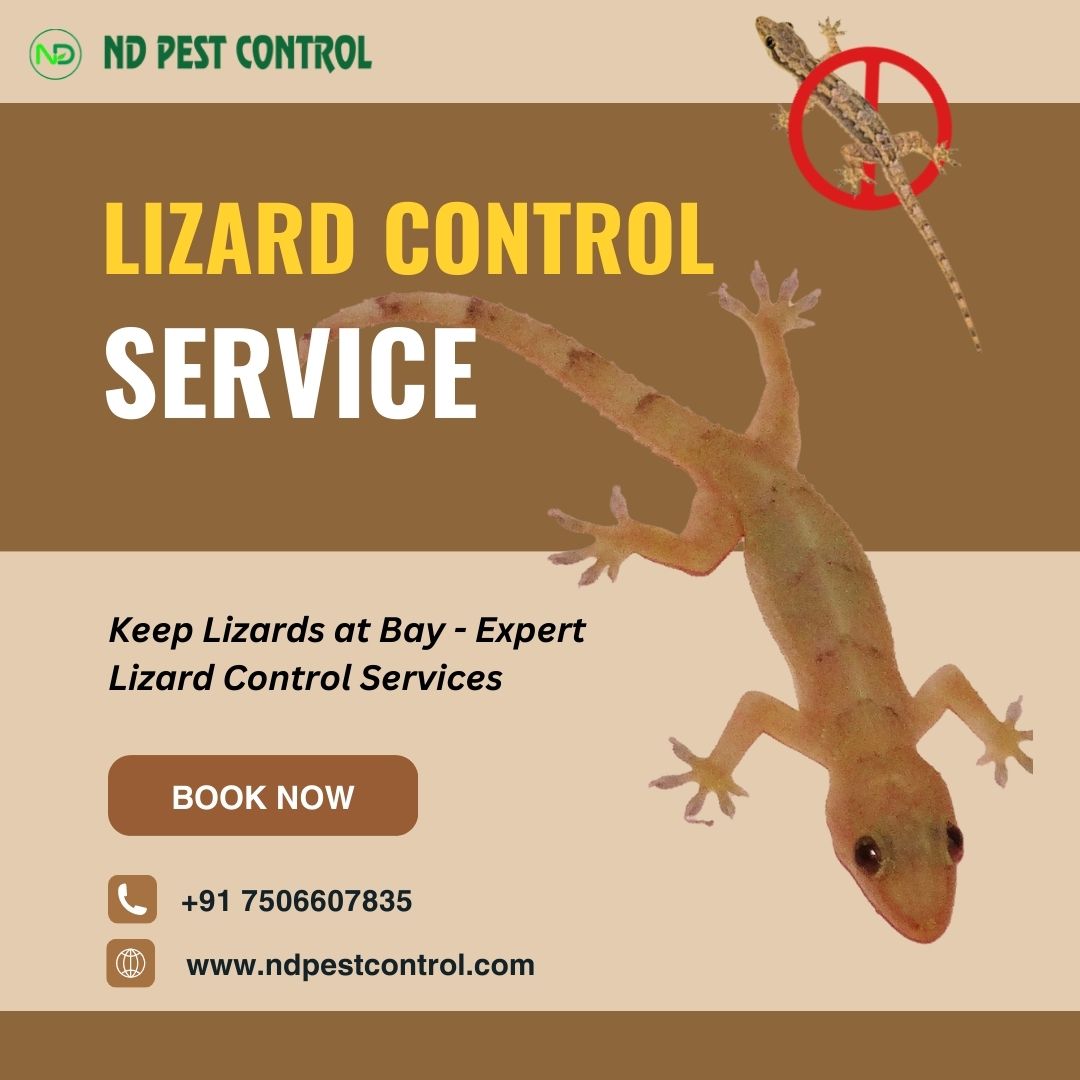 nd_pestcontrol's tweet photo. 🕵️‍♂️ Our process starts with a thorough inspection to identify lizard hotspots. We then employ effective strategies to remove them📋🔍

#LizardControl #LizardExtermination #SayNoToLizards 

Contact Us:
☎️️+91 7506607835
📧 info@ndpestcontrol.com
🌐 https://t.co/NdKRXDW3pR https://t.co/SgPu1YiFmE