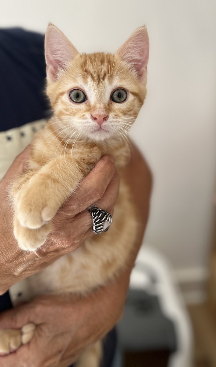 SosMistigris87's tweet photo. Une partie de nos magnifiques chatons à l'adoption 🥰😍🥰
https://t.co/YSWIPpoB4H https://t.co/9f6jV0fnme