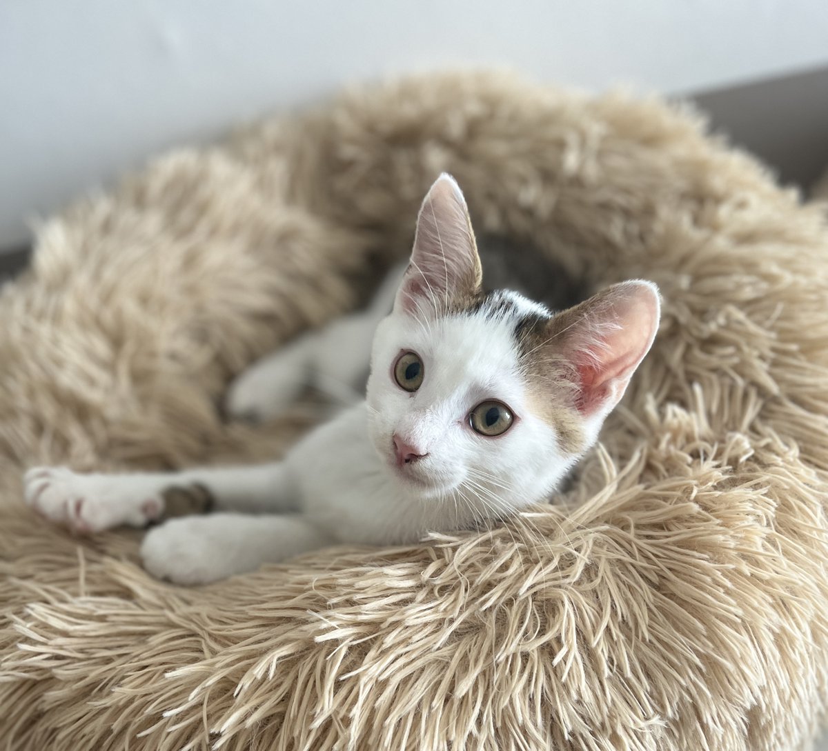 SosMistigris87's tweet photo. Une partie de nos magnifiques chatons à l'adoption 🥰😍🥰
https://t.co/YSWIPpoB4H https://t.co/9f6jV0fnme