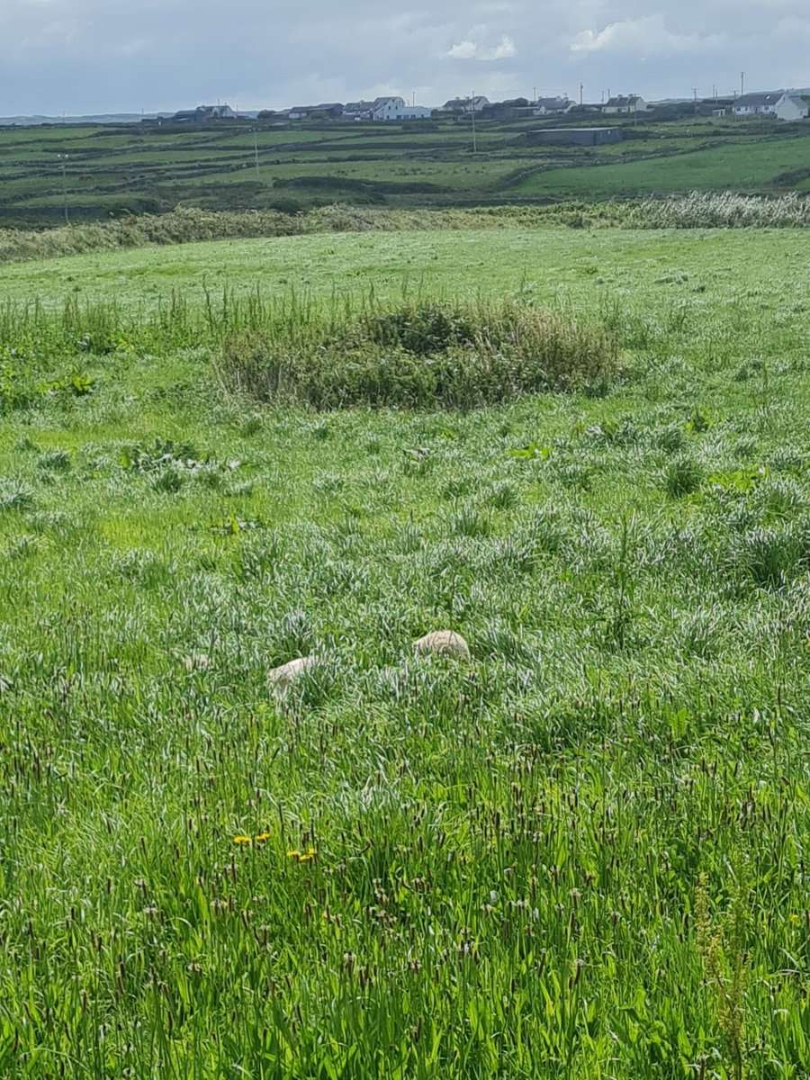 Somewhere in the wilds of west Ireland lies the rare golden retriever ready to claim its next victim 🙃 <a href="/CuteGoldens/">Golden Retrievers</a> <a href="/GoldretrieverUS/">Golden Retriever Channel</a> <a href="/news_nigel/">Nigel’s News</a>