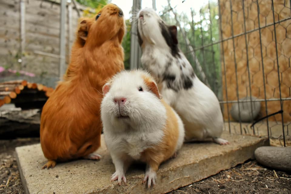 GaryGjl's tweet photo. 🐰 We Love Our Guinea Pigs &amp; Small Friends🐹 

Did you know that rabbits and guinea pigs have five welfare needs to keep them happy and healthy? 

Let's ensure their health and happiness together! #RabbitAndGuineaPigCare #HopToHappiness #BurgessExcel   Post By BurgessExcel https://t.co/xM0suOqQz9