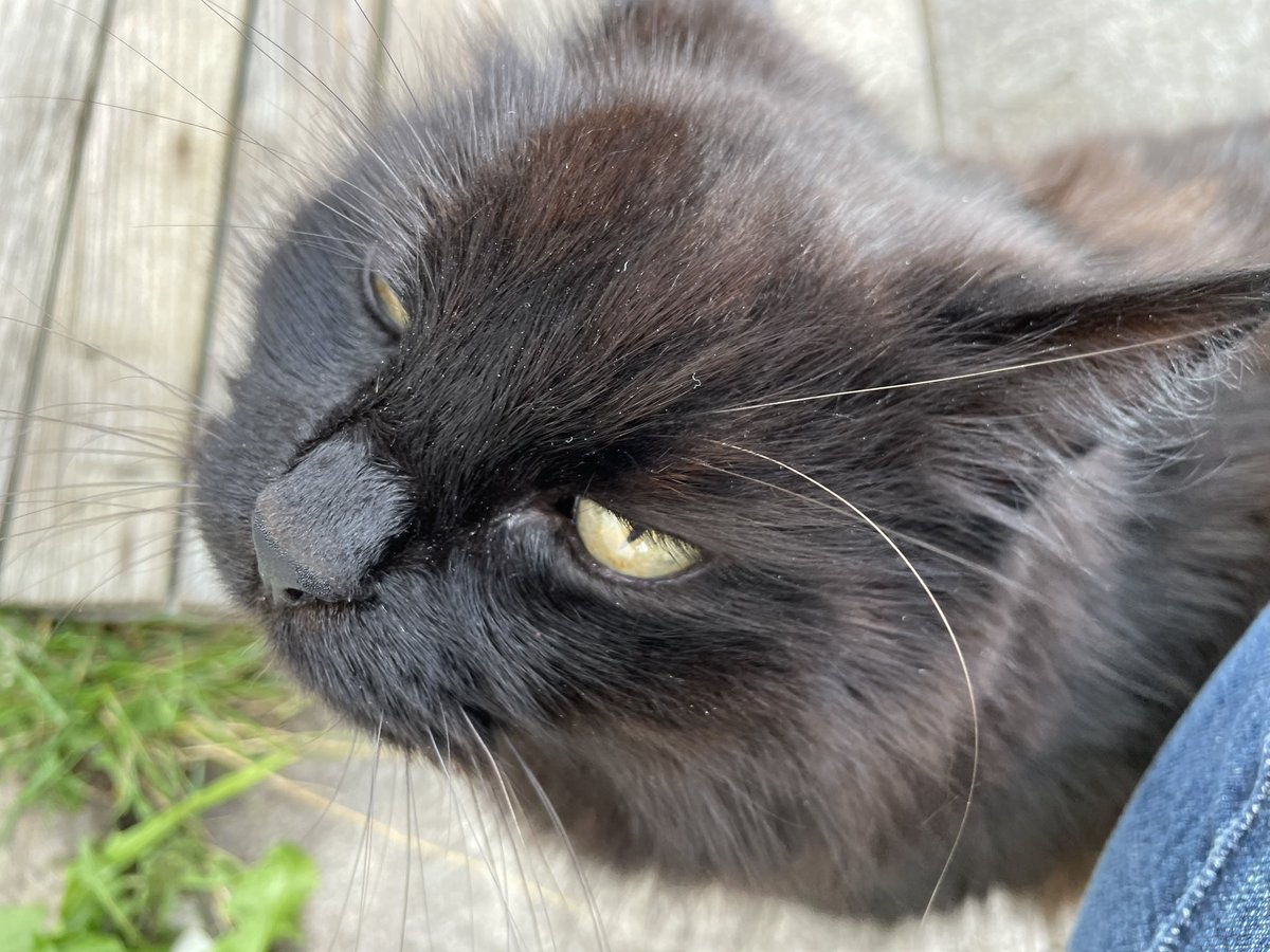 shaunyoung_'s tweet photo. #TortReport Lady J &amp; Speedy less #grumpy today, no rain, very warm &amp; sun trying to break through, tempted by fresh, juicy #dandelion leaves, even Charlie-cat came over to join in….🐢🐢💚🐱⛅️ #TortoiseLife #Tortoise #CharlieCat #FloofyCat https://t.co/XjVjNat0lh