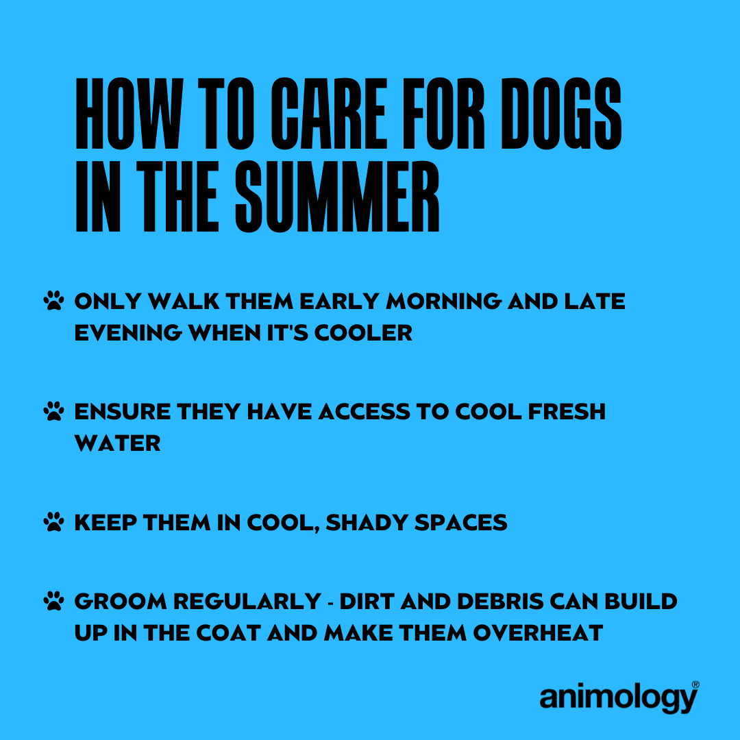 As the warm weather continues, make sure to keep your dogs cool and well looked after!