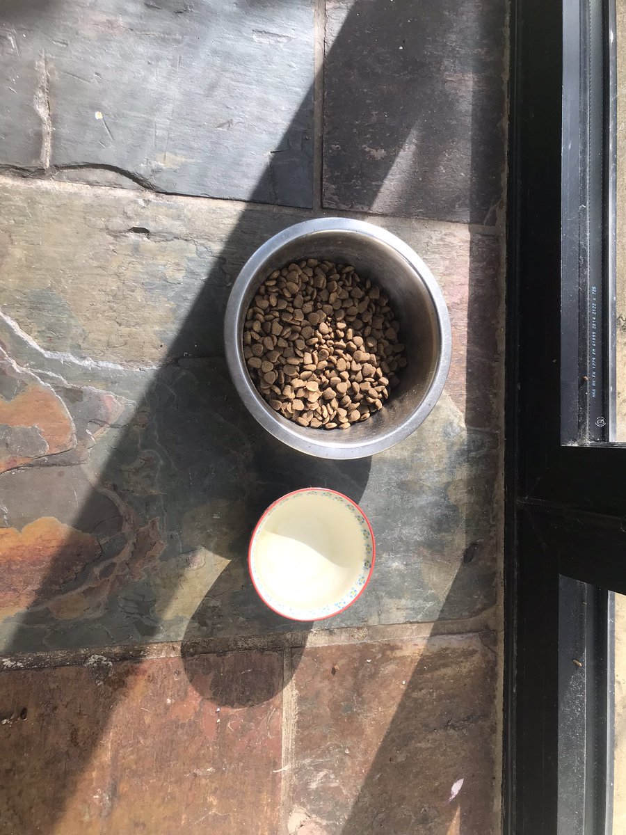 Catswhiskersuk's tweet photo. Ginger and Sprinkles are at it again, off on their exciting outdoor escapades! ๐ณ๐พ Exploring new sights and sounds, they're living life to the fullest! ๐ friends came to visit too! #AdventurousFurBuddies #ExplorationTime https://t.co/jwbObyNa1X