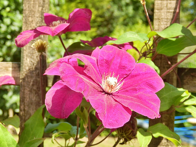 MikePer85818309's tweet photo. This flower is trying to escape from next doors' garden but is very welcome. Hope your day is going well. https://t.co/9Jl483G8vz https://t.co/OJhp76gdIz