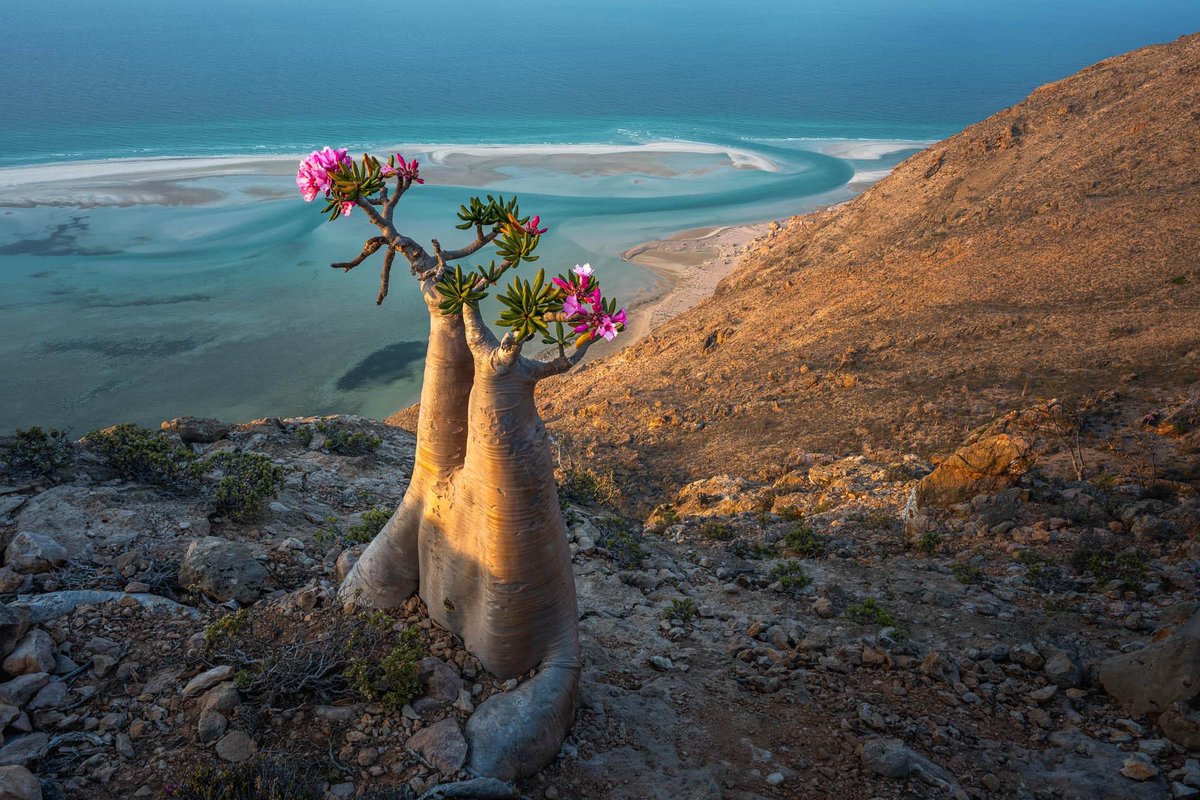 schmid_nick's tweet photo. Bottle Tree on Socotra Island, Yemen  #socotra #yemen #beautiful #landscapearechitecture #lagoon #photograghy https://t.co/4UXOkZgqtx