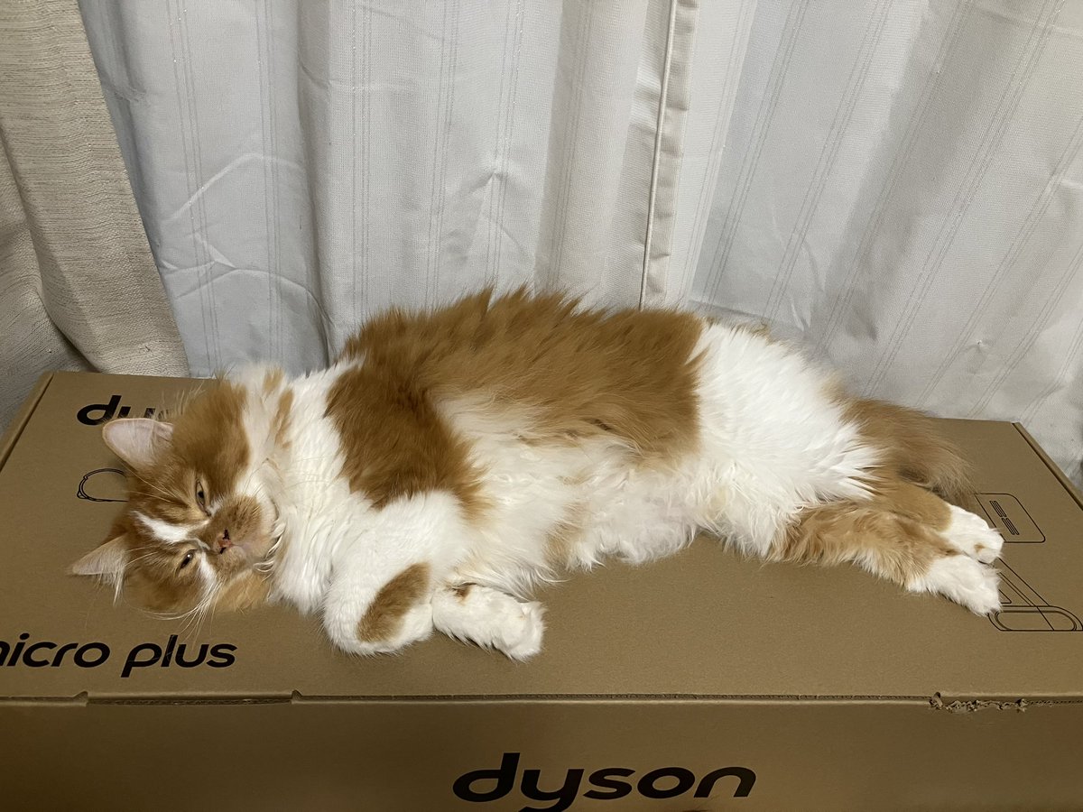 ririss_n's tweet photo. ダイソンの空き箱がベットに。。。
捨てれないよぉ〜

#猫好きさんと繋がりたい
 #箱猫
 #スコティッシュフォールド 
#猫のいる暮らし 
#猫多頭飼い
 #ラガマフィン https://t.co/FFzpgoOoJg