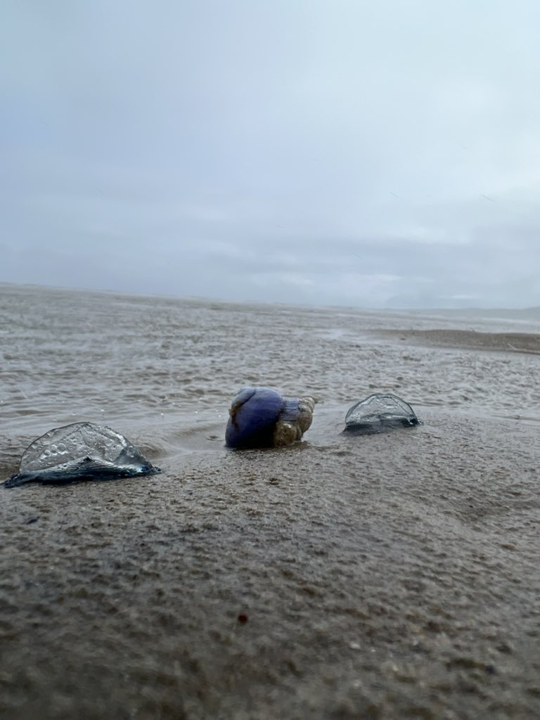 FergalMckinney's tweet photo. Violet sea snails and numerous by the wind sailors washed ashore on our local #donegal beaches #biodiversityireland #coast https://t.co/zzIsXQ97lF