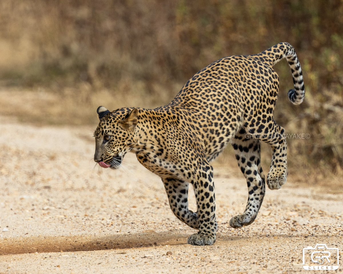 Returned last week after spending 3 weeks of magical experience in Sri Lanka 🇱🇰 I was lucky to get a glimpse of this cub and mother crossing right in front of us. #srilanka #leopard #wildlife #nature @WildlifeMag @NatGeo @BBCEarth @CanonUKandIE @bbcsrilanka @natgeowild