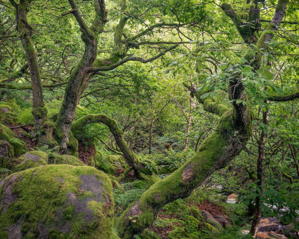 Daron linney tweet media