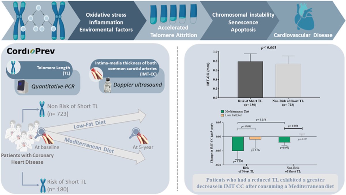 ATHjournal's tweet photo. #Telomere length could be a determining factor in the response to specific #dietary approaches in reducing arterial injury progression in 👥 w/ #CHD
🔗https://t.co/jrBemZax1s
@AnaOjeda_ro @JFAlcala @Univcordoba @IMIBIC @nymslab @PabloPerezMar16 @society_eas #MedDiet #CARDIOPREV https://t.co/jLebiI0Zq1