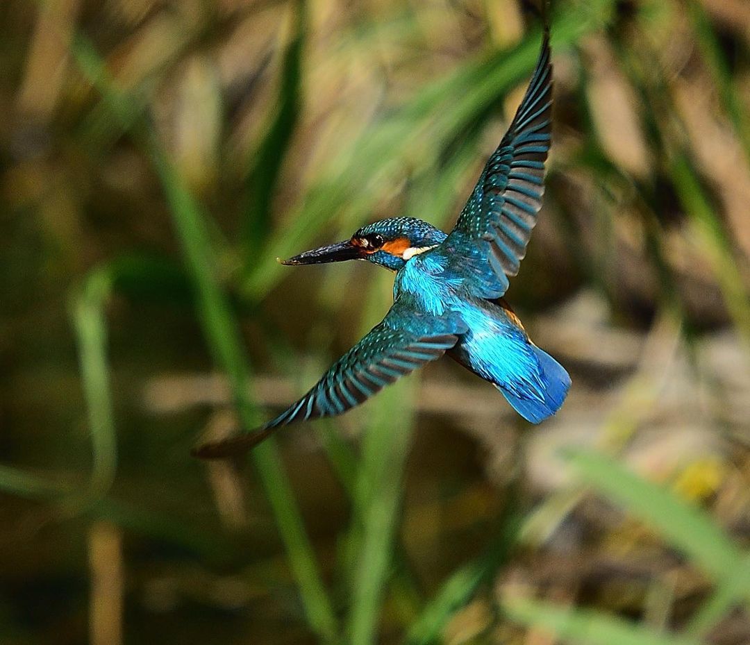 Tanaka0912_'s tweet photo. #カワセミ #kingfisher #野鳥撮影 https://t.co/Pq9aFKJEXp