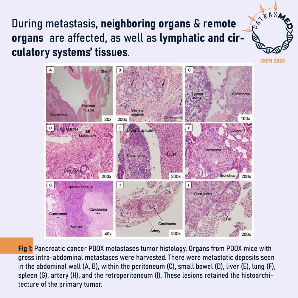 Patras Medicine iGEM 2024 tweet media