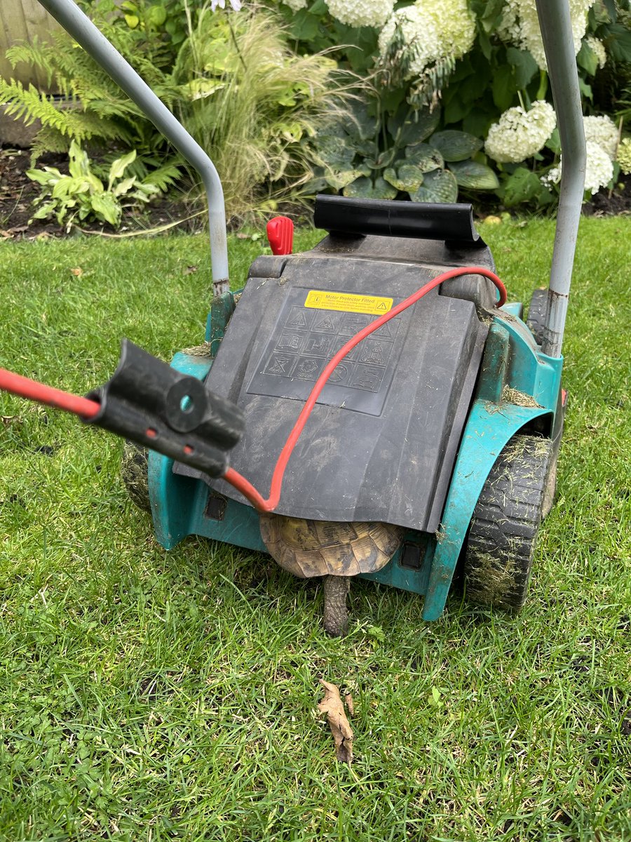 Anthony Koupparis (@akoupparis) on Twitter photo It would appear that napoleon our tortoise has a death wish !! It would appear that napoleon our tortoise has a death wish !!