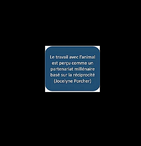 animalsujet's tweet photo. Point de vue de Jocelyne Porcher VS point de vue de plusieurs chevaux à qui on a demandé leur avis.
Captures d'écran, vidéo de la conférence de Nicolas Saillou "La #tractionanimale en agriculture: solution d'avenir ? L’écologie, l’économie et les animaux"
https://t.co/tZUu4F5cfh https://t.co/SmsVcE9cNg