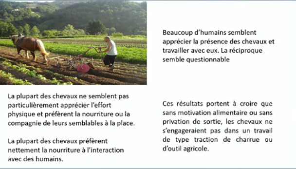 animalsujet's tweet photo. Point de vue de Jocelyne Porcher VS point de vue de plusieurs chevaux à qui on a demandé leur avis.
Captures d'écran, vidéo de la conférence de Nicolas Saillou "La #tractionanimale en agriculture: solution d'avenir ? L’écologie, l’économie et les animaux"
https://t.co/tZUu4F5cfh https://t.co/SmsVcE9cNg
