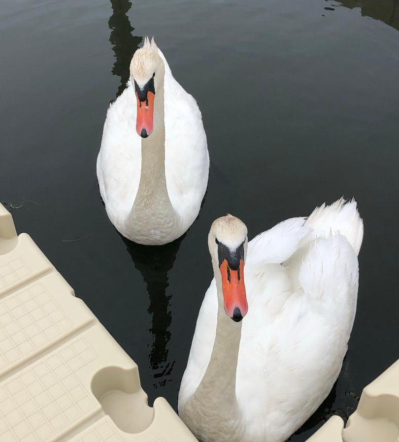 TheDrakeInn's tweet photo. On one side of it, The Drake Inn borders with Penny Pond. The wildlife enjoy visiting us at the marina......

#pennypond #thedrakeinn #waterfrontliving #waterfrontproperty #waterfronthotel #waterfrontviews #thehamptons #hamptonslifestyle https://t.co/ntW8PHTBF9