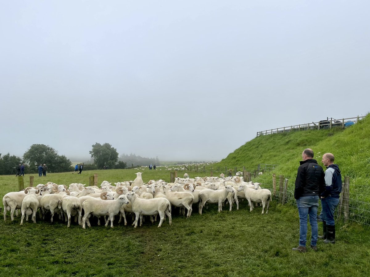 AnnieMcL1's tweet image. Really interesting couple of days in NI visiting Campbell Tweed @ Ballycoose farm &amp;amp; the CAFRE hill farm at Glenwherry. Also managed to attend the Ballycoose open evening event &amp;amp; give a quick update on the #SRUCKirkton flock. Great turnout of farmers &amp;amp; lots of good discussion 🧬🐏