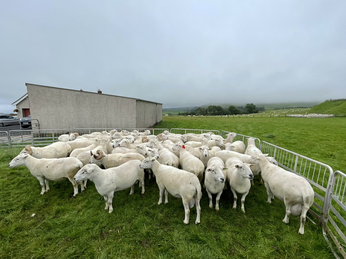 AnnieMcL1's tweet image. Really interesting couple of days in NI visiting Campbell Tweed @ Ballycoose farm &amp;amp; the CAFRE hill farm at Glenwherry. Also managed to attend the Ballycoose open evening event &amp;amp; give a quick update on the #SRUCKirkton flock. Great turnout of farmers &amp;amp; lots of good discussion 🧬🐏