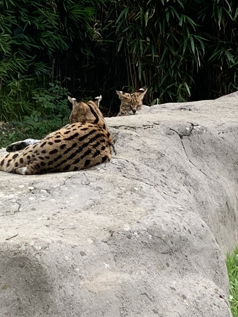 Lesp’titspoilus🐾 tweet media