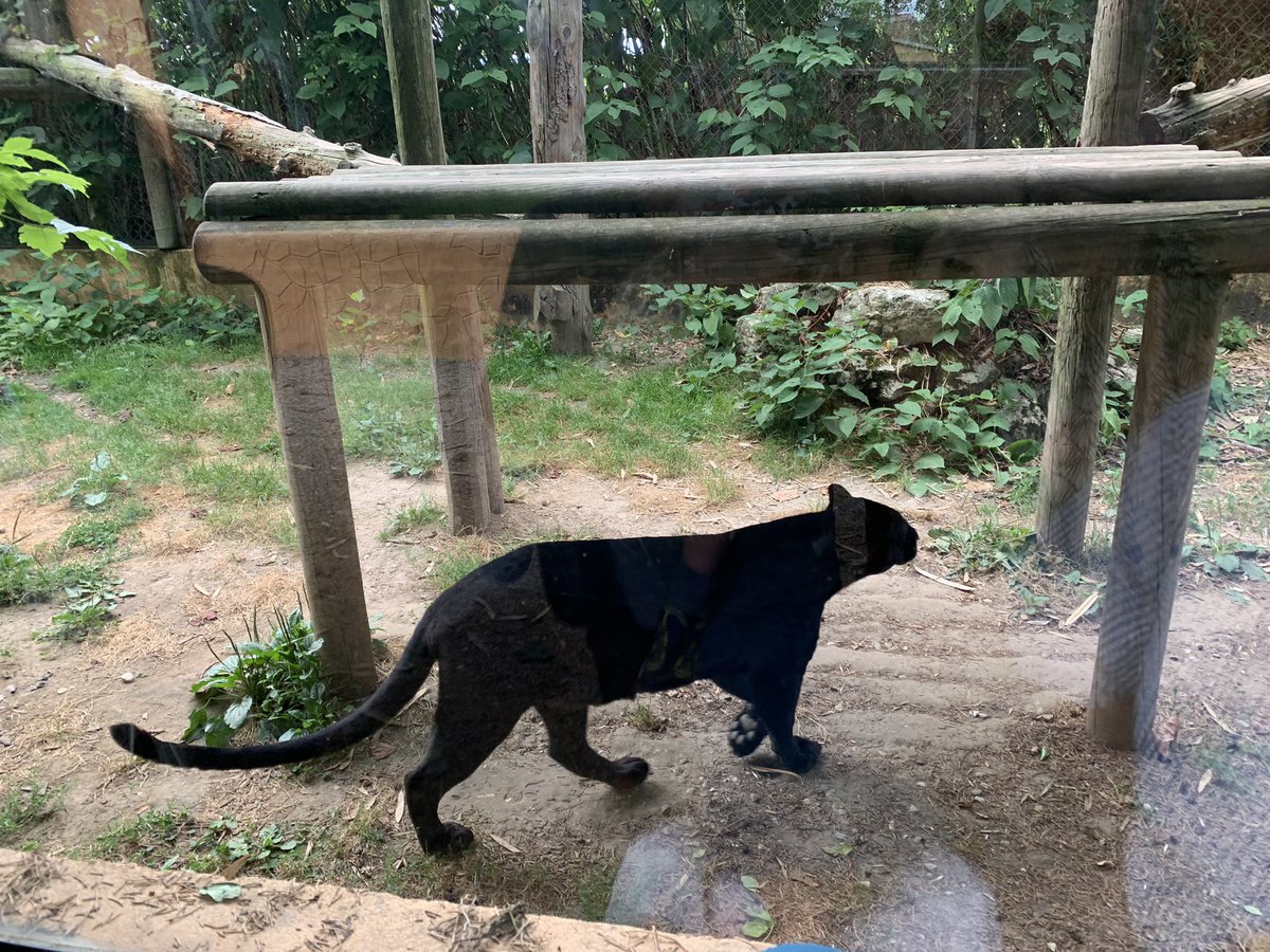 Lesp’titspoilus🐾 tweet media