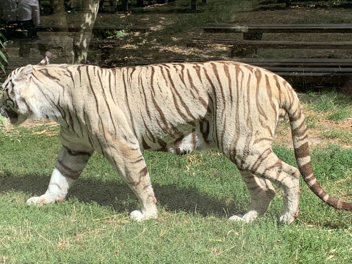 Lesp’titspoilus🐾 tweet media