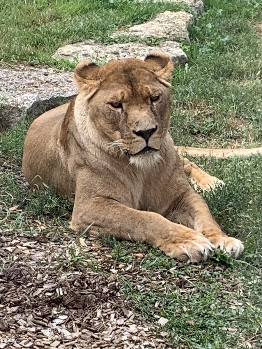 Lesp’titspoilus🐾 tweet media