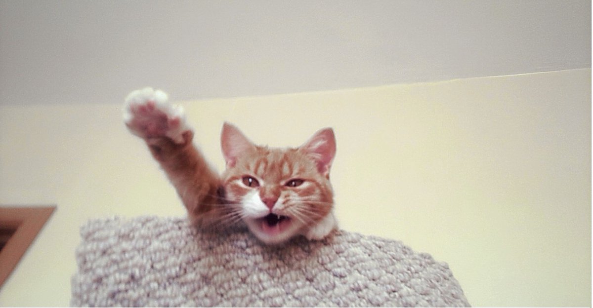 Odal Kater (@odalkater) on Twitter photo 