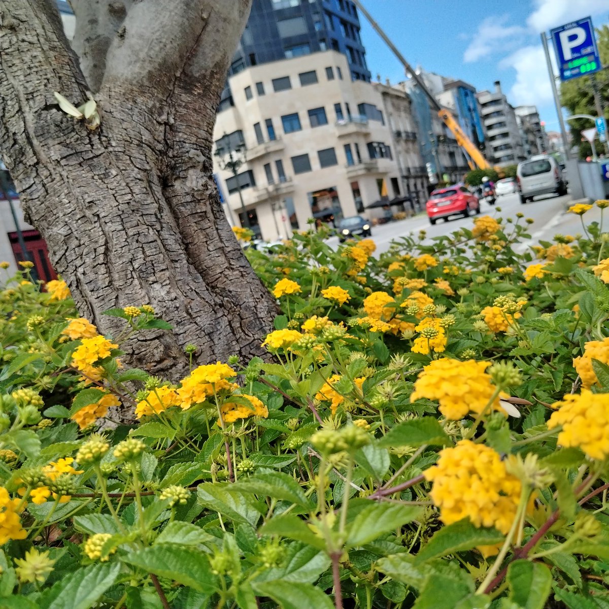 #flowers by the roadside. Lantana possibly. I always forget the name.

#naturePhotography
#urbanPhotography
#streetPhotography