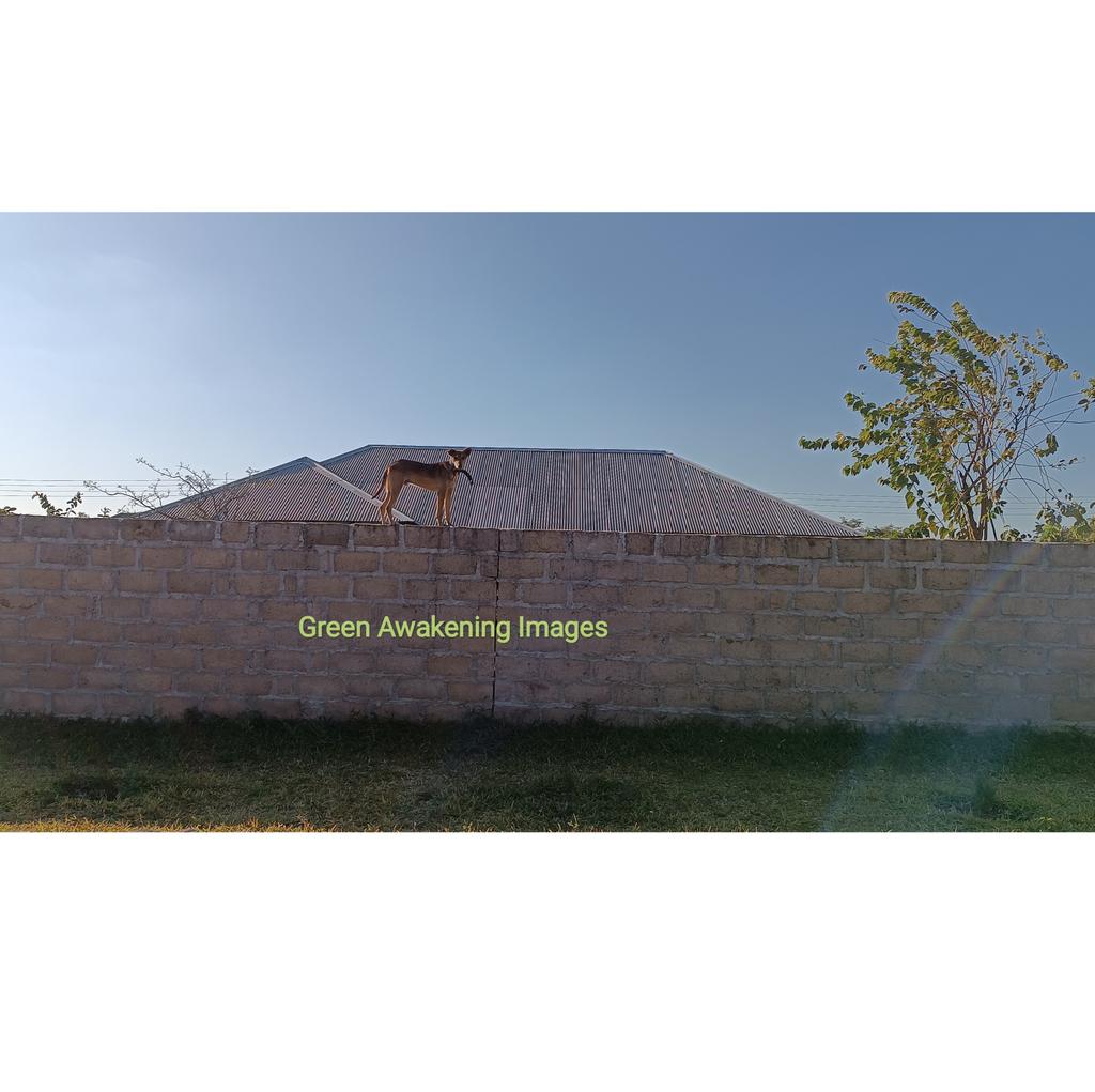 BillyGreenLombe's tweet photo. Today I came across this dog in the neighborhood &amp; it was minding its own business. The question is how did it get there where it is? 
Folks step out of your comfort zone, You have th power to do unthinkable &amp; achieve countless impossibilities. #purposedriven #courage #limitless https://t.co/94rlbHjjy5