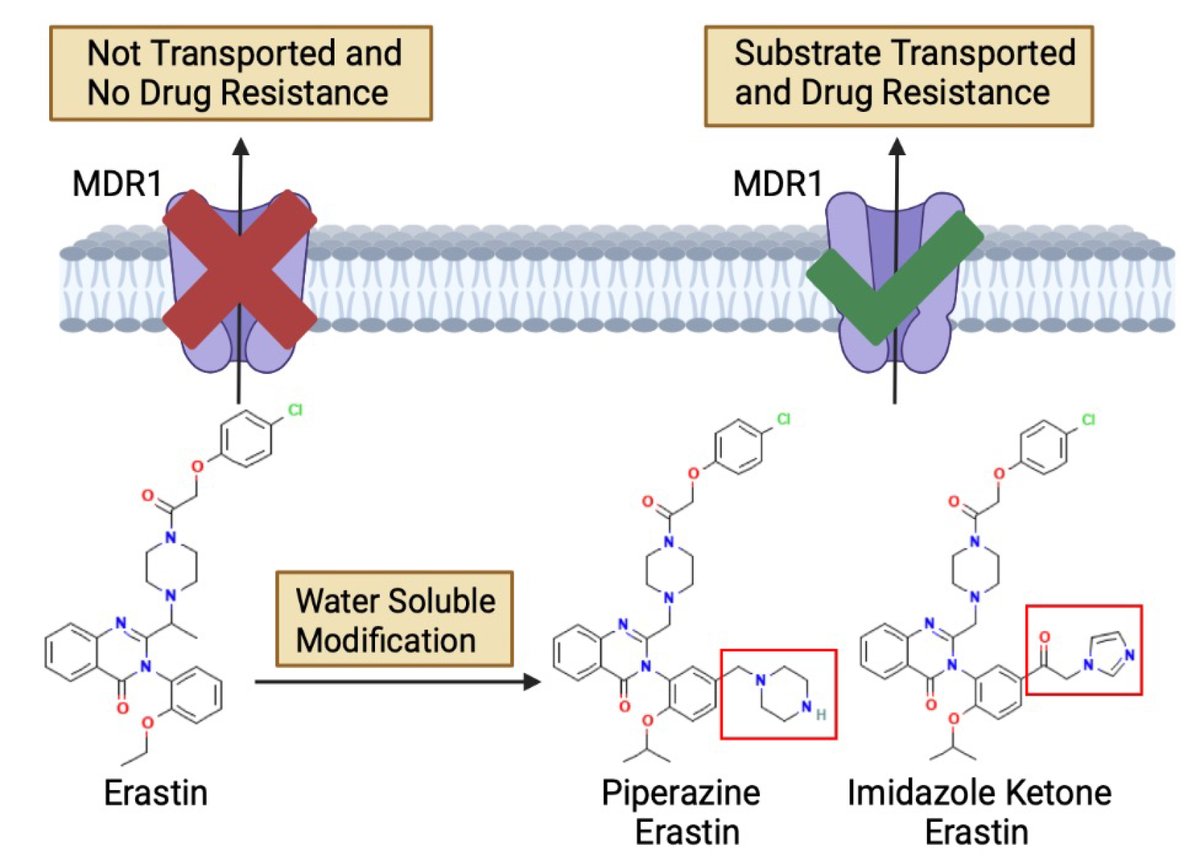 🆕Newly Published Original Article from Dr. Michael Gottesman's team from @theNCI @NIH and @FredNatLab : The multidrug resistance transporter P-glycoprotein confers resistance to ferroptosis inducers Free view: cdrjournal.com/article/view/5… @NCIResearchCtr @jmgonzdalm