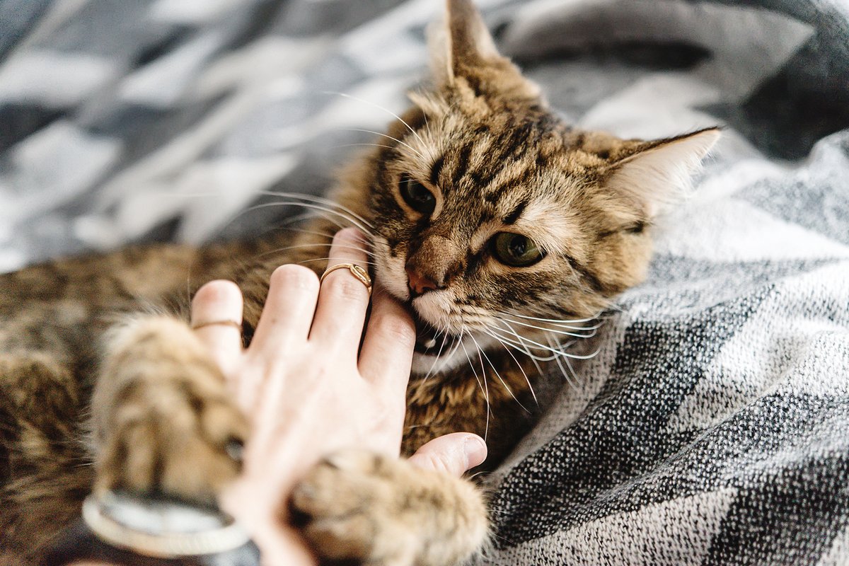 Red_Whale_CPD's tweet photo. Thrilled to have an excuse to post a picture of a cat today! This week's Pearl is about bites! Tabby, tarantula.. and human 🧛 Read all about it here https://t.co/z4tVpjZ1Eo #PrimaryCare #GPUpdate #RedWhale #TeamGP https://t.co/4ths4rooLN