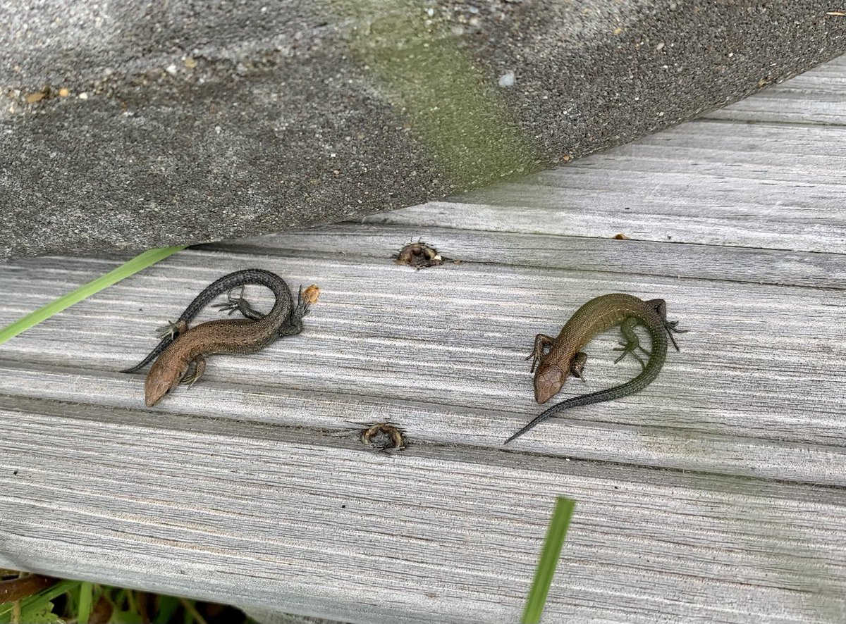 TimoTossavainen's tweet photo. Sisiliskon poikasia pari kölli auringossa ystäväpariskunnan mökillä.

#Hankasalmi #Sisilisko #Rantaterassi https://t.co/ulhtAY1eeY