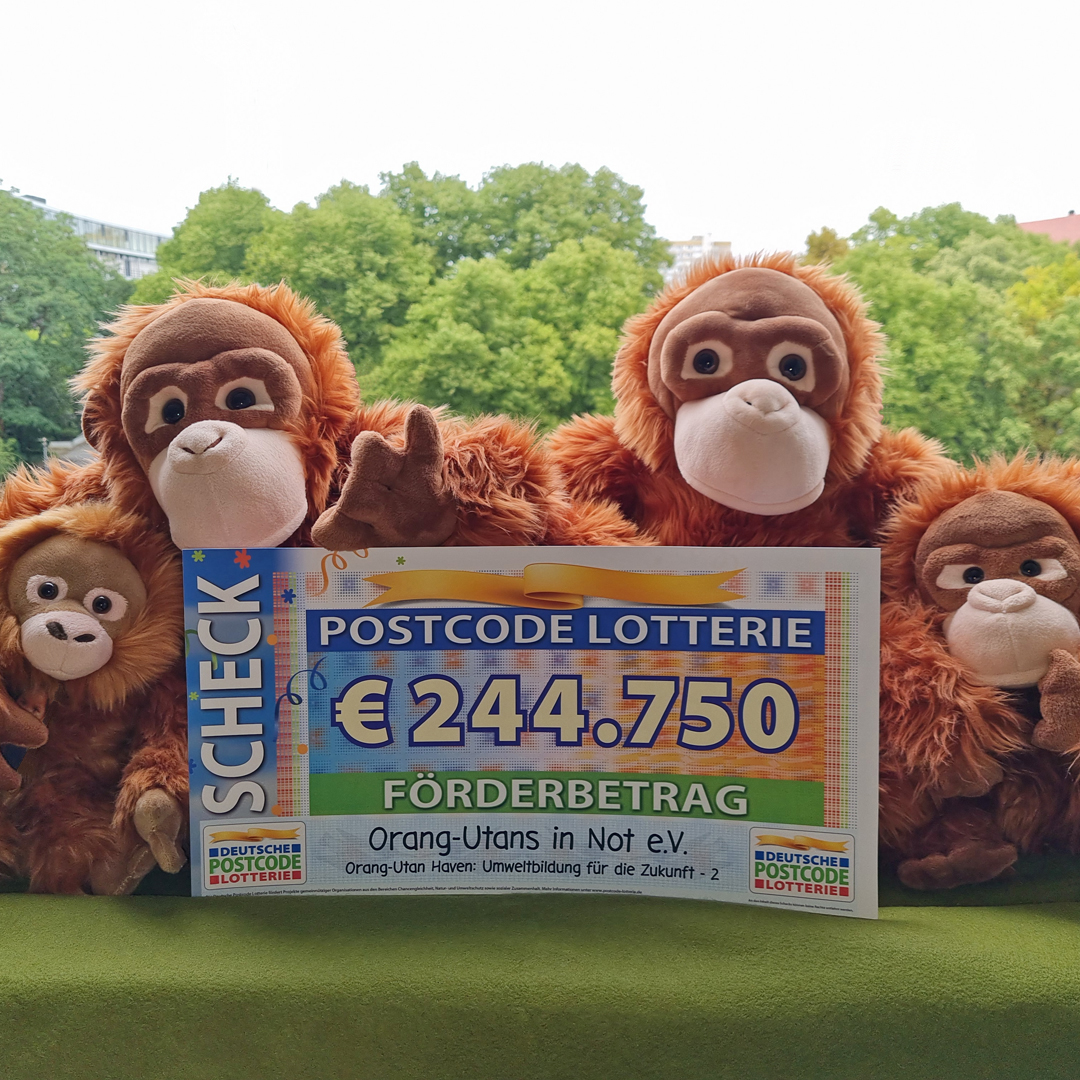 OrangUtansInNot's tweet photo. Great #news: We have received a commitment from @DPLotterie of 244,780 euros for the #Orangutan Haven on #Sumatra. Our 💚felt THANK YOU to the participants in @DPLotterie for their #support. Infos about the #project: https://t.co/gGedpbFrTx
#PostcodeEffekt #PostcodeLotterie https://t.co/453N4So402