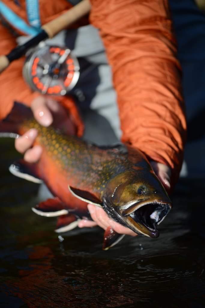 Igloo lake lodge (@igloolakelodge) on Twitter photo 