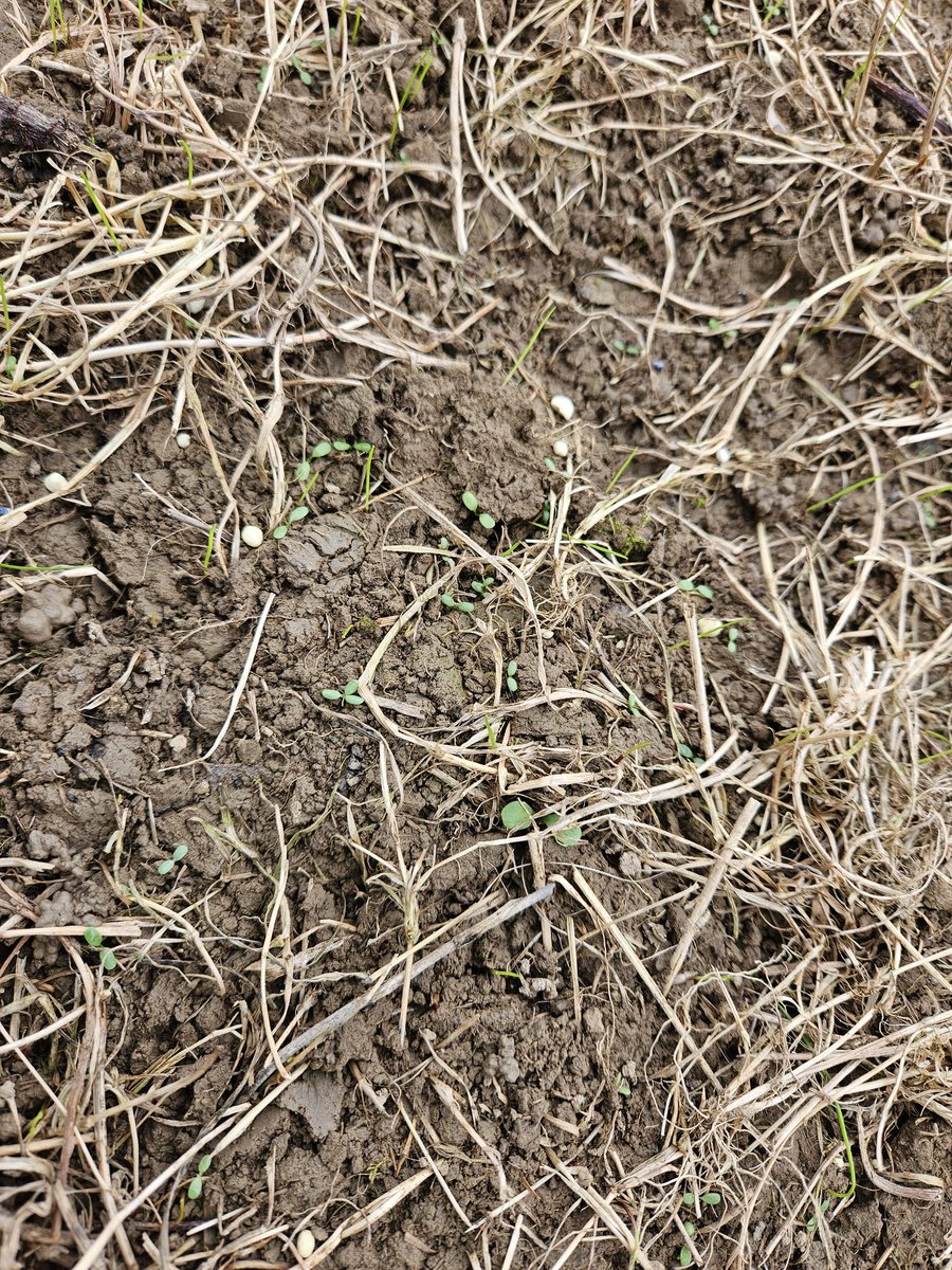 patrick cashman tweet media