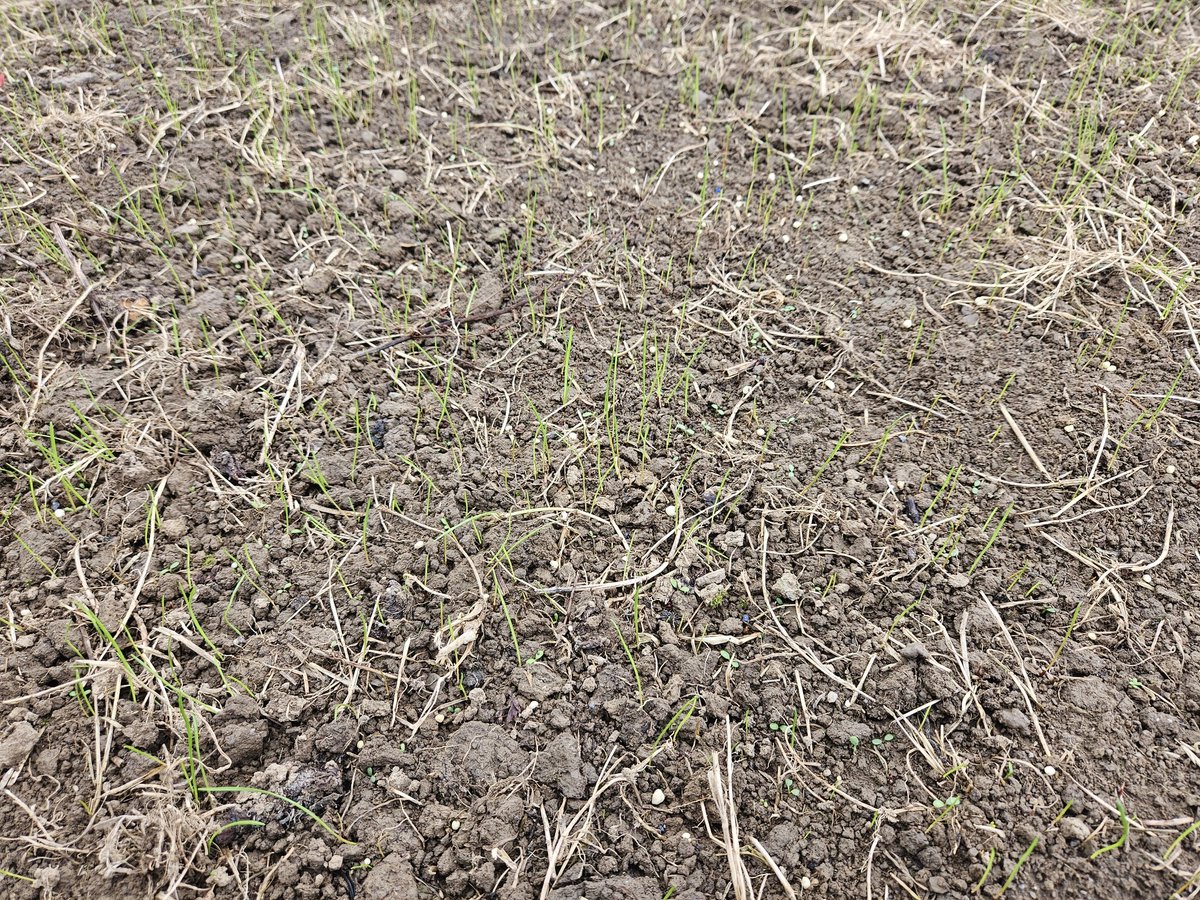 patrick cashman tweet media