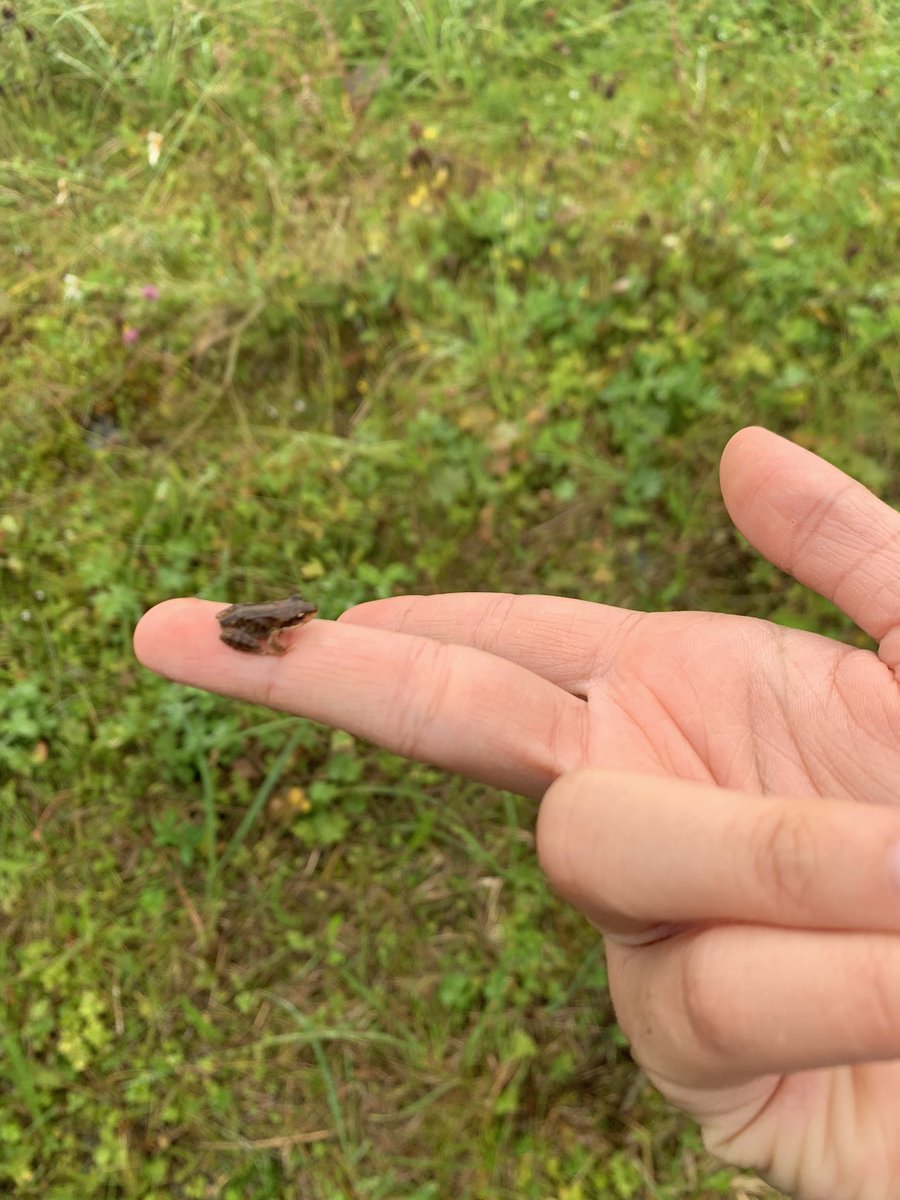 hanatheunicorn1's tweet photo. This little guy jumped on me :) https://t.co/NboKfOh1tM