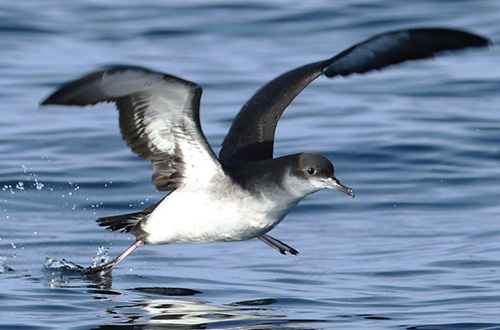 JNCC_UK's tweet photo. We’re delighted to announce a successful bid to Offshore Wind Evidence & Change Programme - #ProcBe (Procellariiform Behaviour & Demographics) aims to improve understanding of at-sea behaviour, distribution and demography of shearwaters and storm-petrels https://t.co/AgLryQm8QA https://t.co/9K2U1FbdMo
