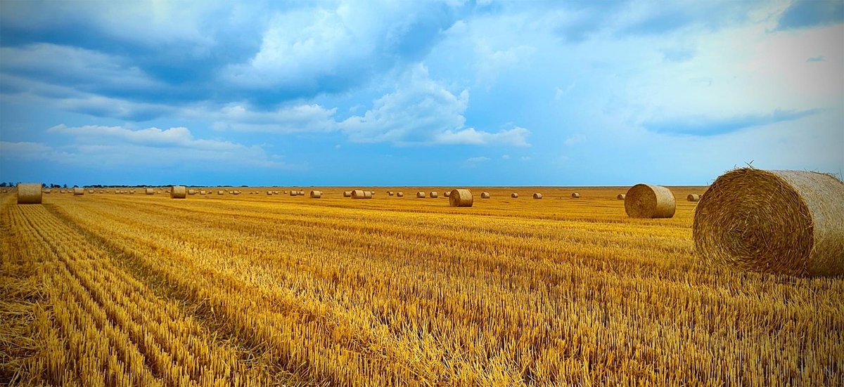 Astarta_Kyiv's tweet photo. Astarta’s golden fields 🥰😍🇺🇦 #agriculture #Astarta_Kyiv #inlovewithagro #Ukraine https://t.co/D4LjcrTfZg